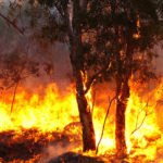 Australia’s young people unprepared for disasters: Students learn more about earthquakes than bushfires, floods, survey finds