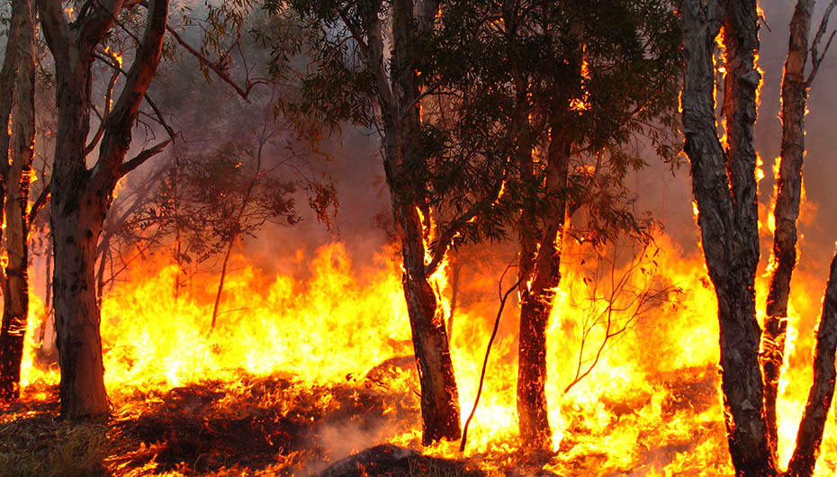 australian-bushfire