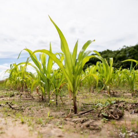 Maize crops growing in Zambia’s Central Province